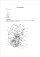 MCA infarction   (1 )